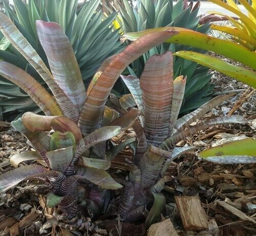 Aechmea Braziliensis