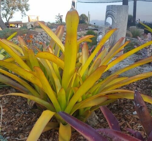 Aechmea blanchetiana