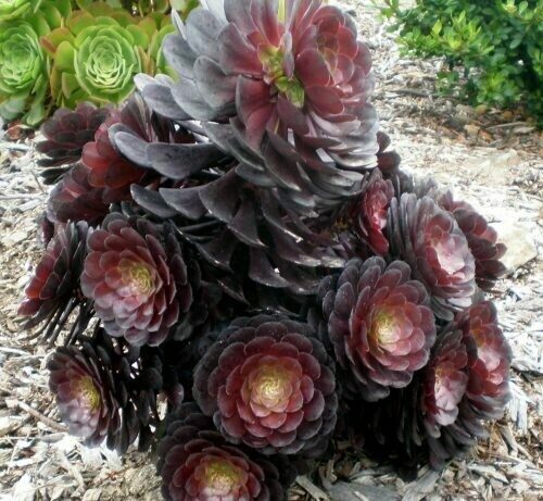 Aeonium ‘Silk Pinwheel’