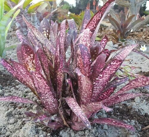 Bilbergia ‘Hoelscheriana’