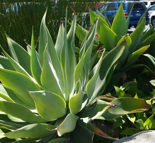 Agave attenuata