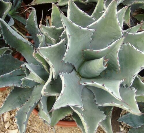 Agave colorata​​​