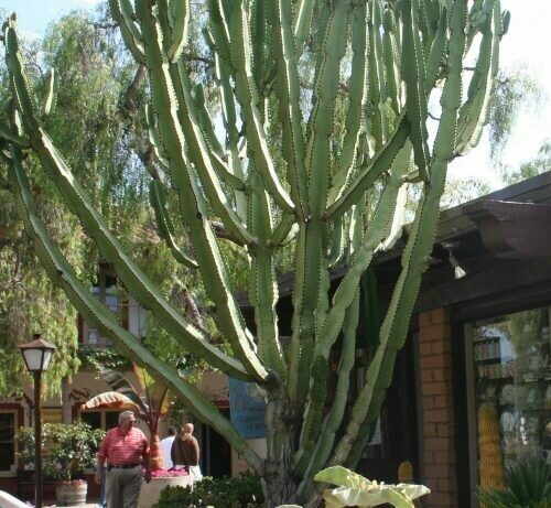 Euphorbia ‘Amak Green’