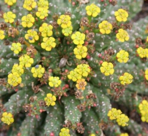 Euphorbia Flanaganii