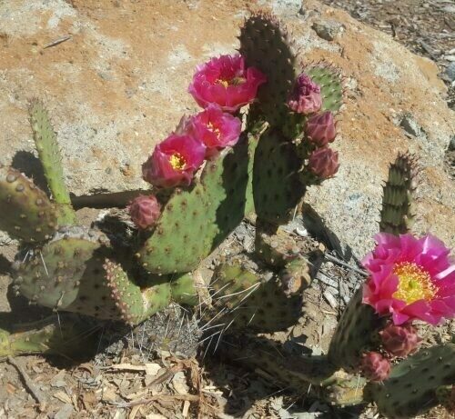 Opuntia ‘Mon Cherry’