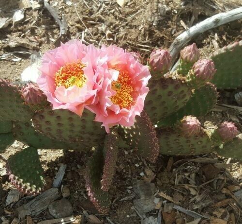 Opuntia ‘Orange Chiffon’