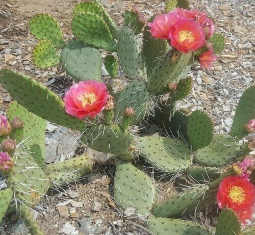 Opuntia ‘Desert Skies’