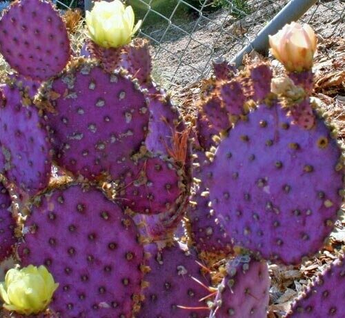 Opuntia 'Pinta Rita'