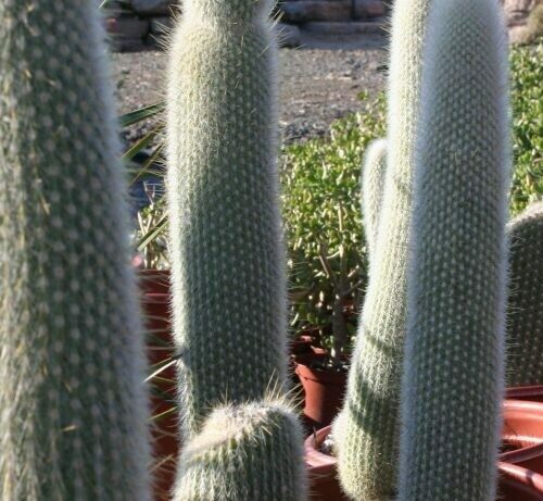 Cleistocactus Strausii