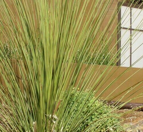 Dasylirion Longissimum