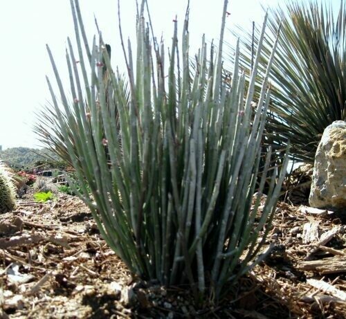 Euphorbia Antisyphillitica