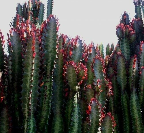 Euphorbia Trigona