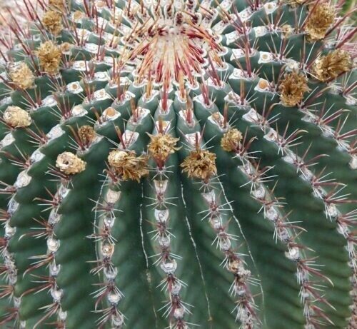 Ferocactus Wislezenii