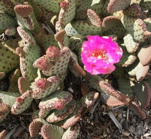 Opuntia Basilaris ‘Caudata’