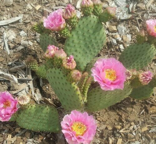 Opuntia utahensis hyb. 'Nel Pastel'