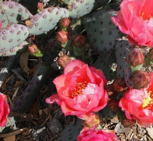 Opuntia basilaris hybrid 'Baby Rita'