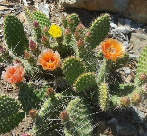 Opuntia Polycantha