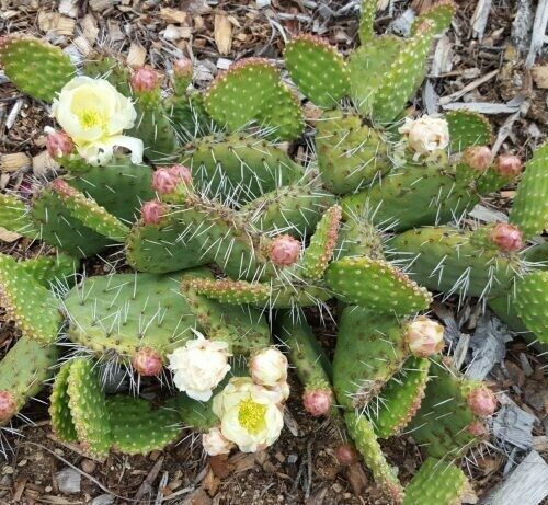Opuntia Rhodantha 'Snowball'
