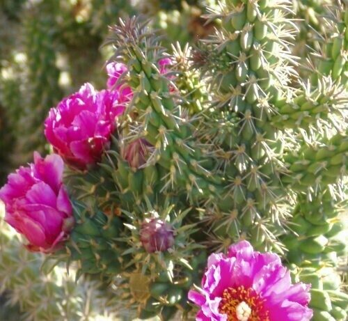 Opuntia Spinosior 'Cane Cholla'