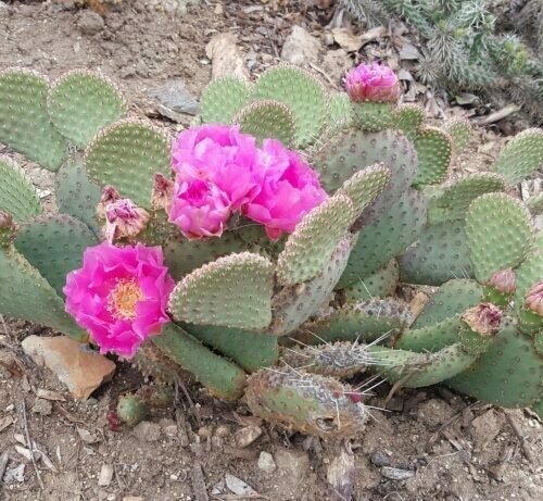 Opuntia utahensis hyb. 'Party Favor'