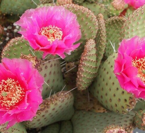 Opuntia utahensis hyb. 'Sparkles'