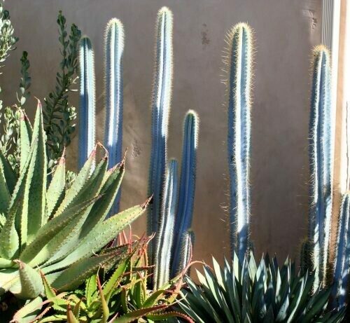 Pilosocereus Azureus