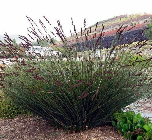 Chondropetalum tectorum