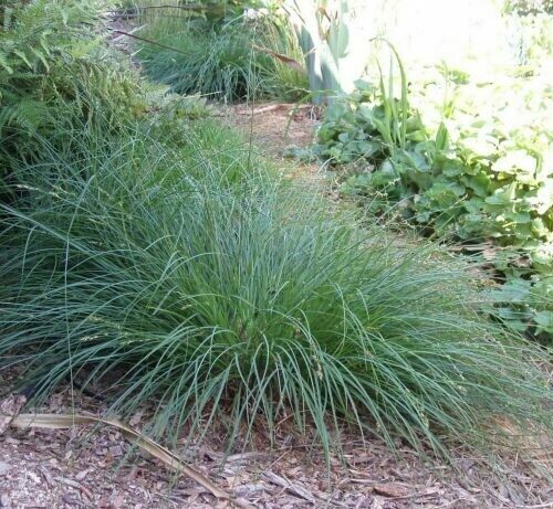 Carex tumicola diversifolia