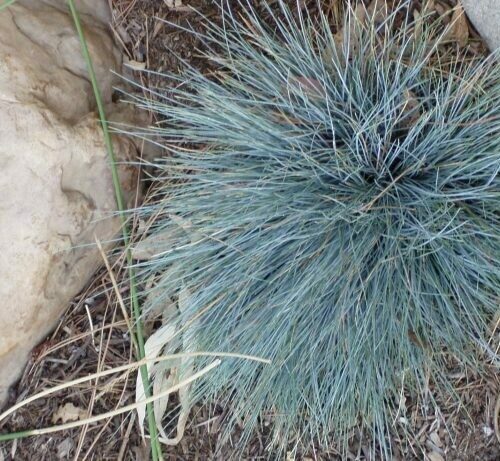 Festuca ovina glauca nana