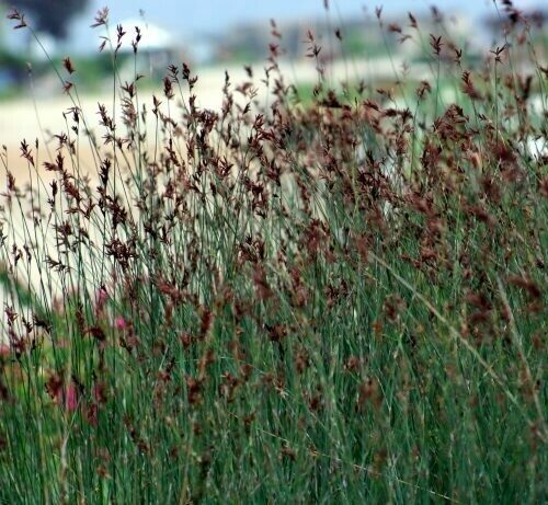 Thamnochortus insignis