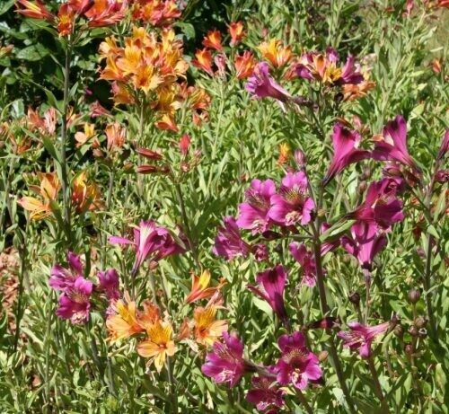 Alstroemeria sp.