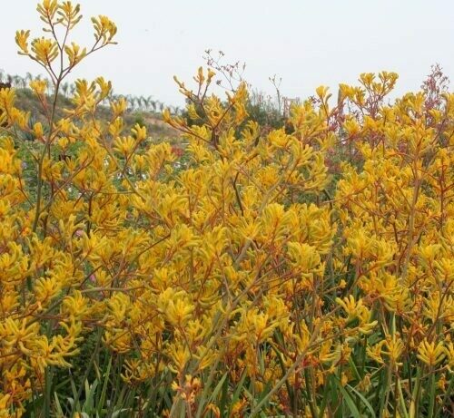 Anigozanthos hyb. Kangaroo Paws