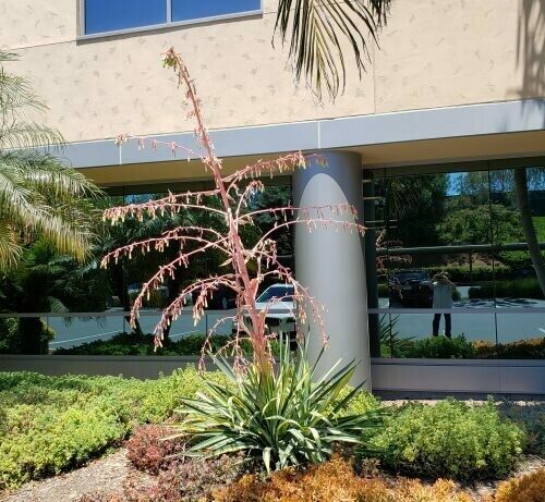 Beschorneria Yuccoides Variegata