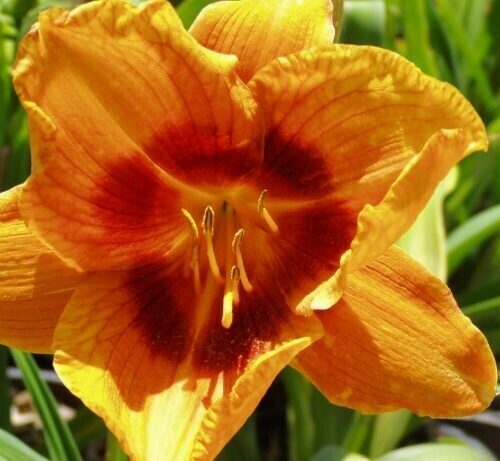Hemerocallis Eye-yi-yi