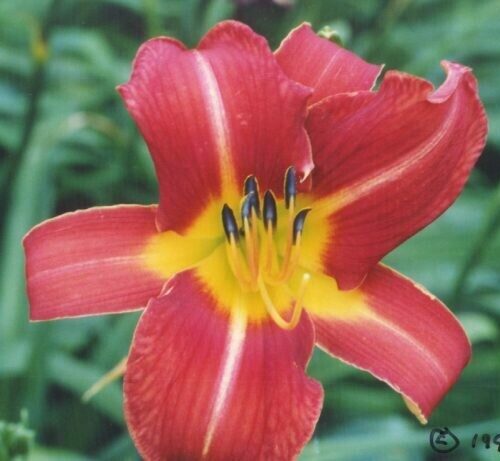 Daylily Lightning Berry