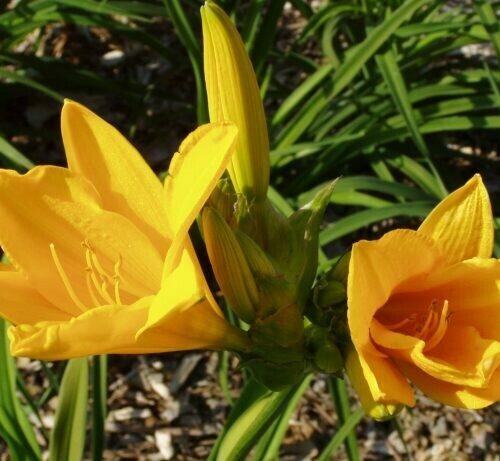 Hemerocallis Bright & Tight