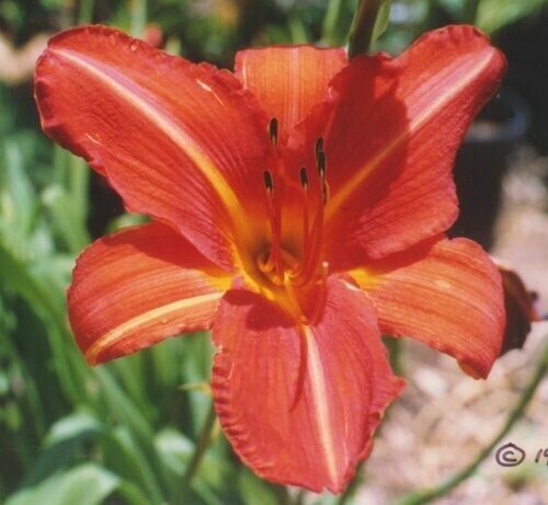 Daylily Primo