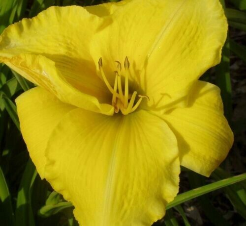 Daylily Quick Results