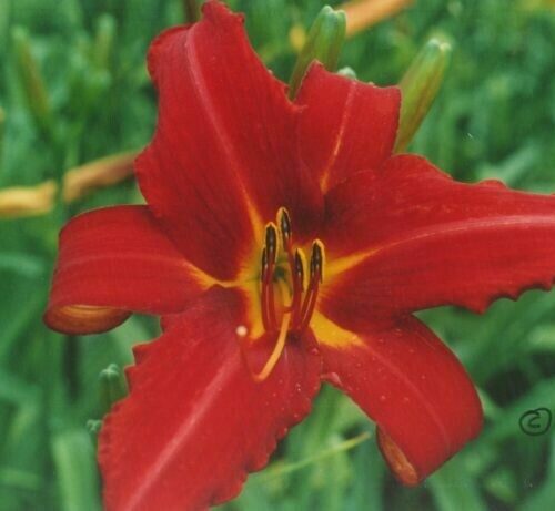 Daylily Suave
