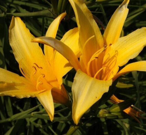 Daylily Sun Spokes