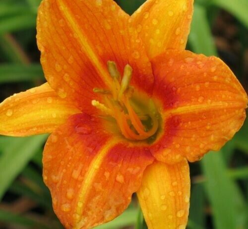 Daylily Tropicana Tall