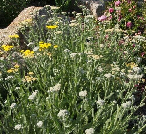 Achillea sp. 'Yarrow'
