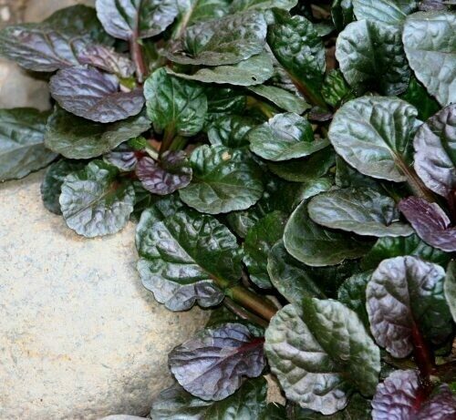 Ajuga reptans ‘Black Scallop’