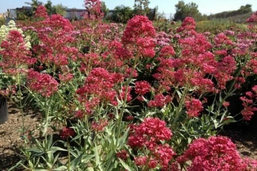 Centranthus ruber - Waterwise Botanicals