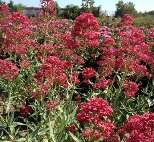 Centranthus Ruber