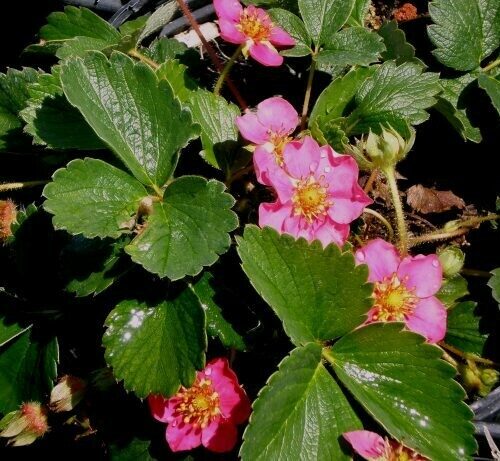Fragaria Ornamental Strawberry