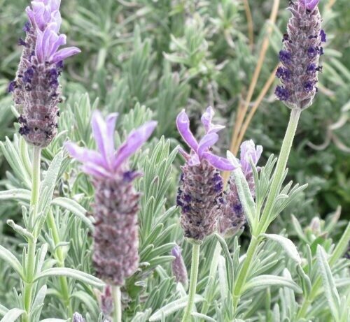 Lavandula Goodwin Creek