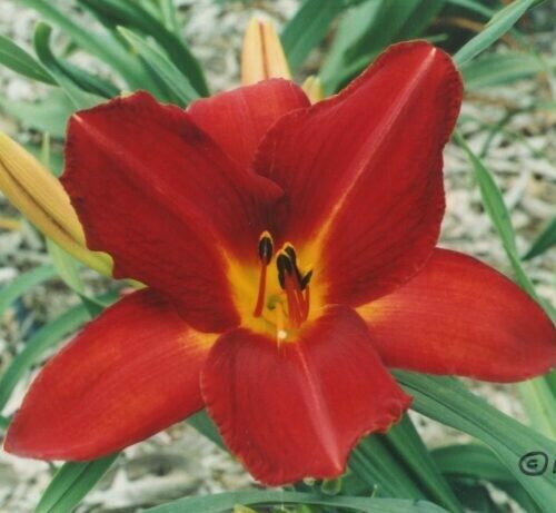 Hemerocallis Hot Lips