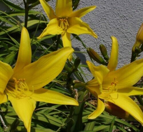 Daylily- Lemon Spokes