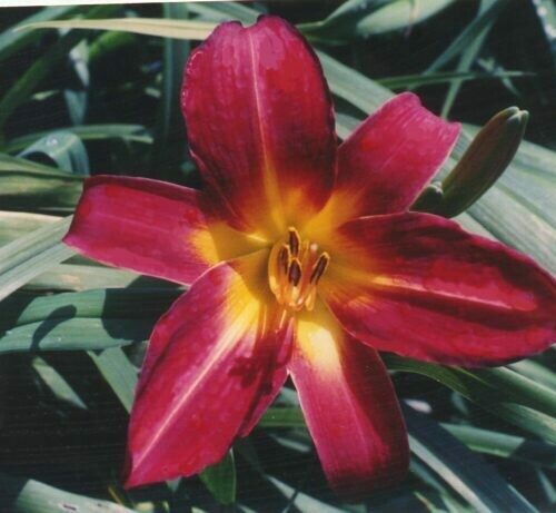 Daylily Red Apple